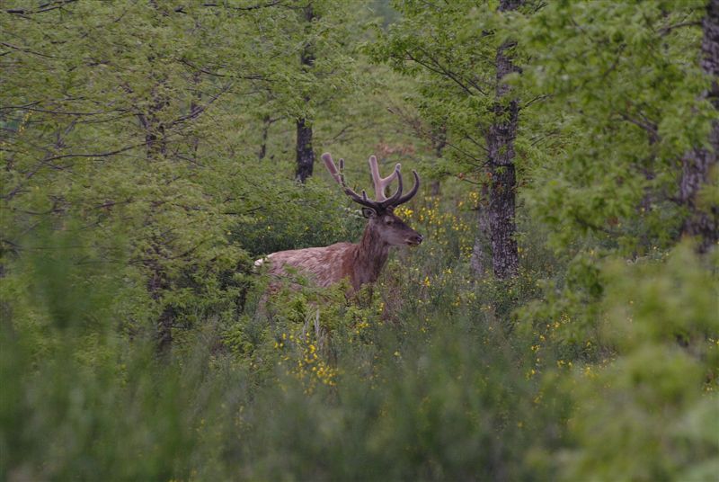 PASSIONE PER IL CERVO